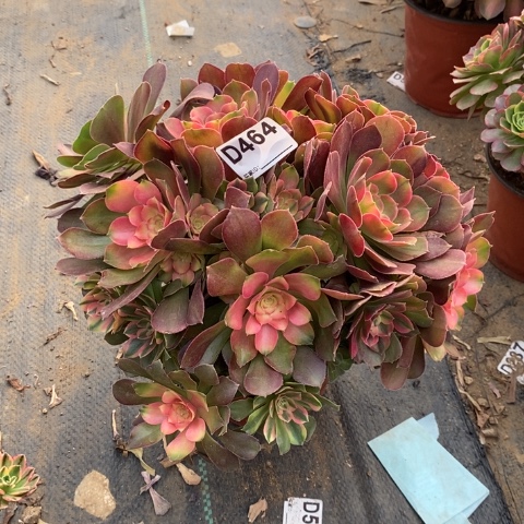 雅典娜多肉植物法师不包损