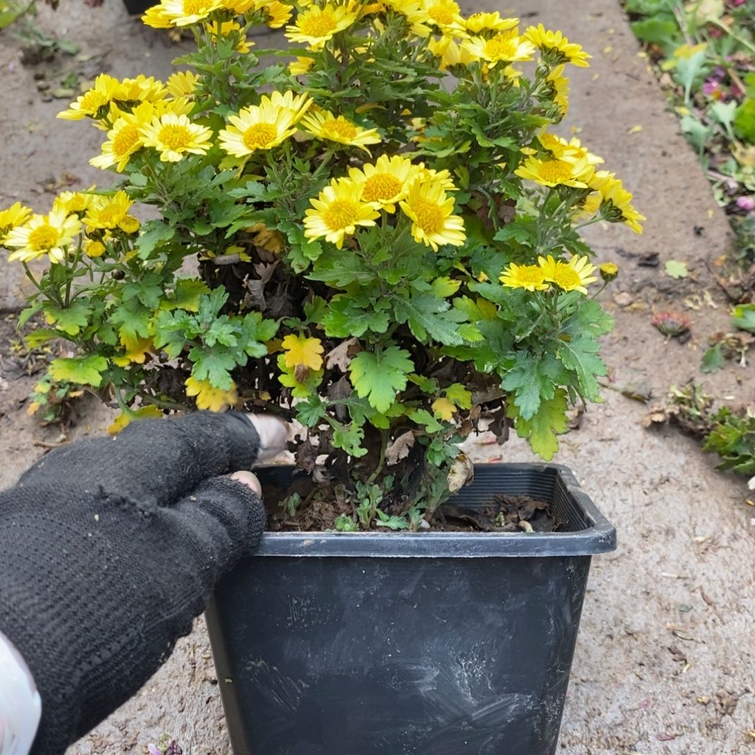 一***乖无花朵盆景盆景45