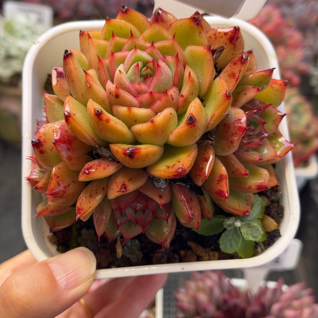 2477 天冷地区必拍保温箱