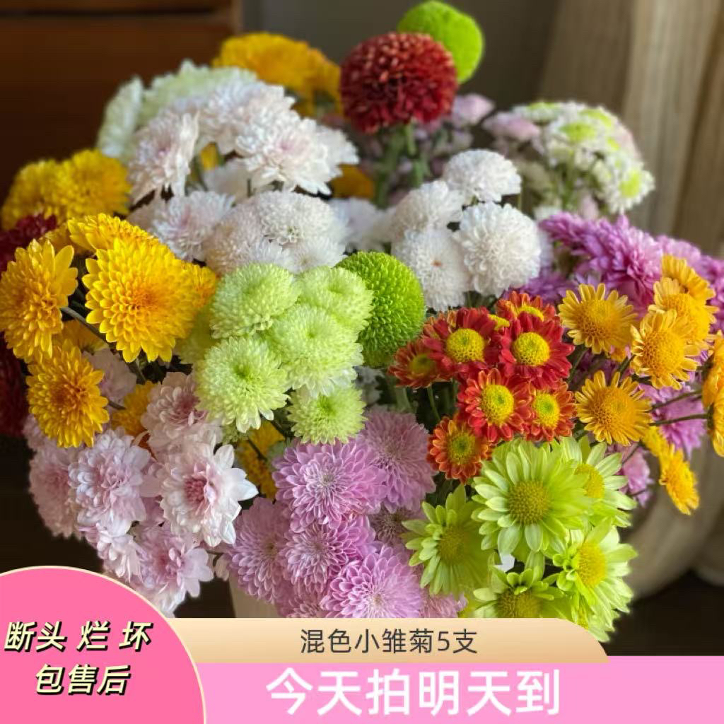 元旦特价蕓影精选【混色小雏菊】云南鲜花批发次日达