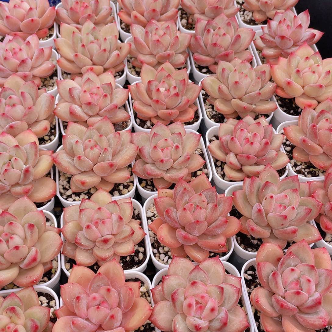 量拍111号 香克斯美人单头一个