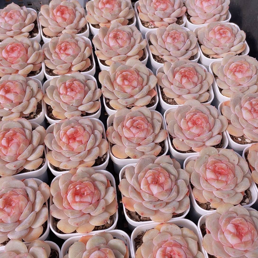 量拍144号 桃心珍妮单头一个