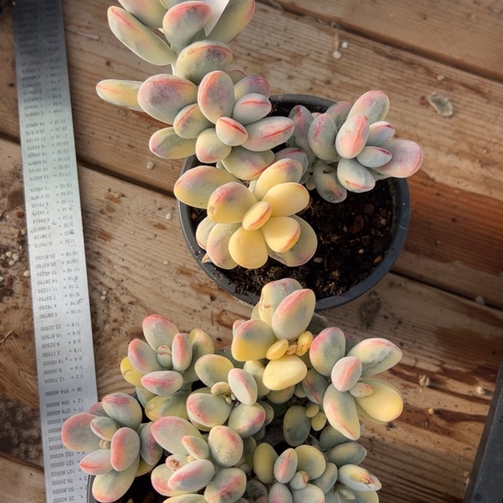 无花朵424号福娘锦两个无砍