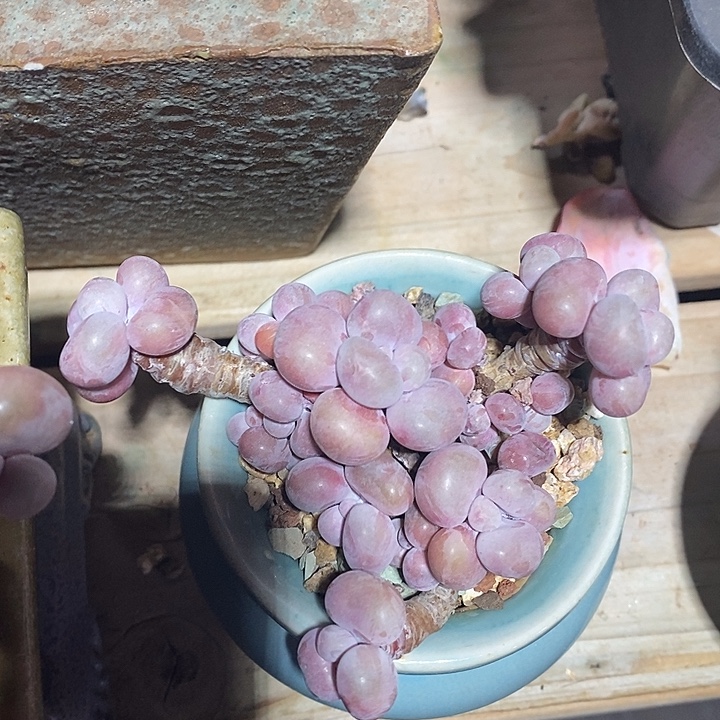 胭脂精品多肉腰子桃蛋004