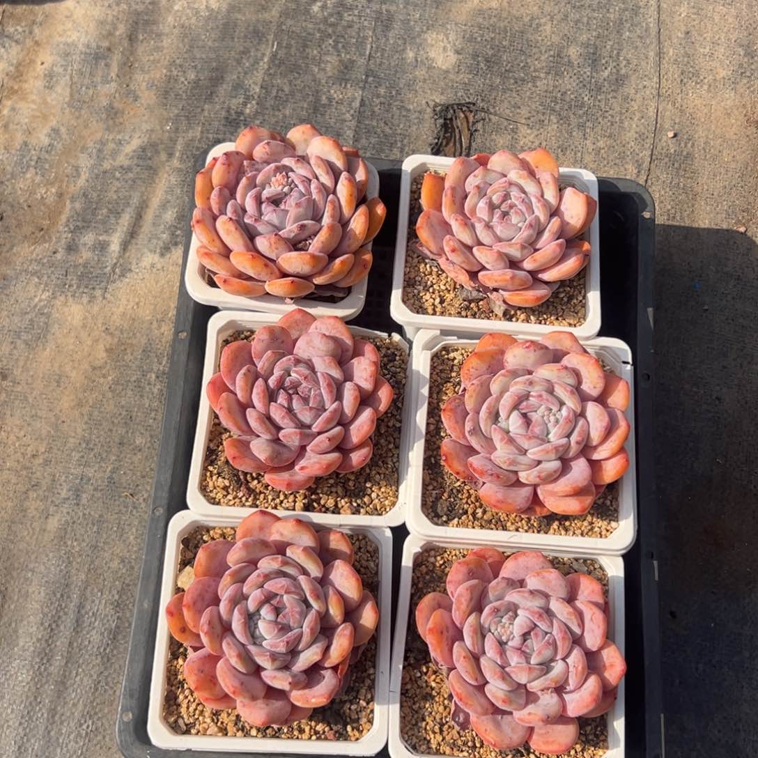 6个星影老庄000000000000