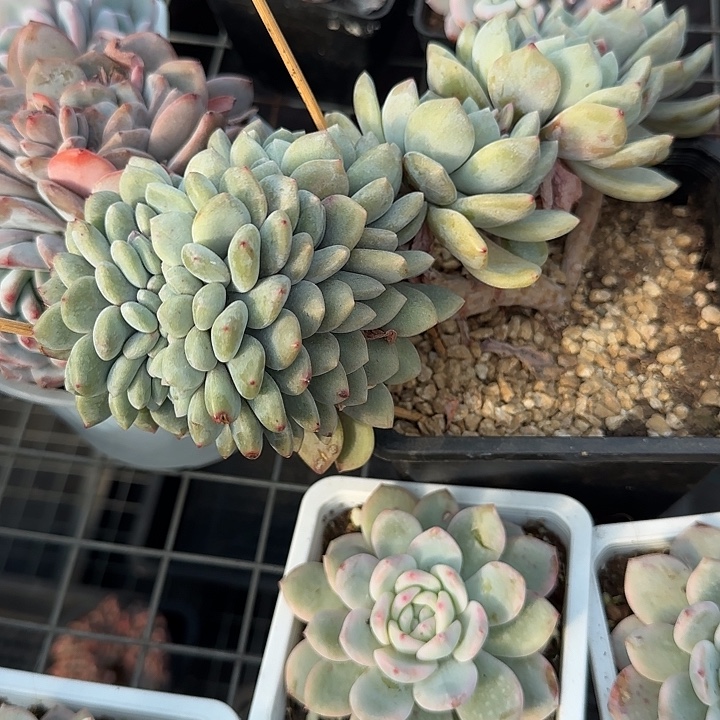 花***卷青蛙王子儿童牙膏11