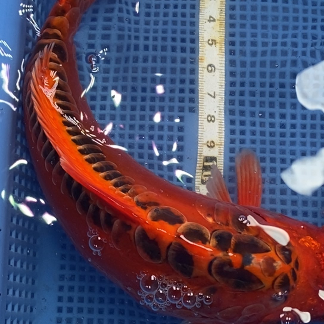 锦鲤冷水锦鲤包邮