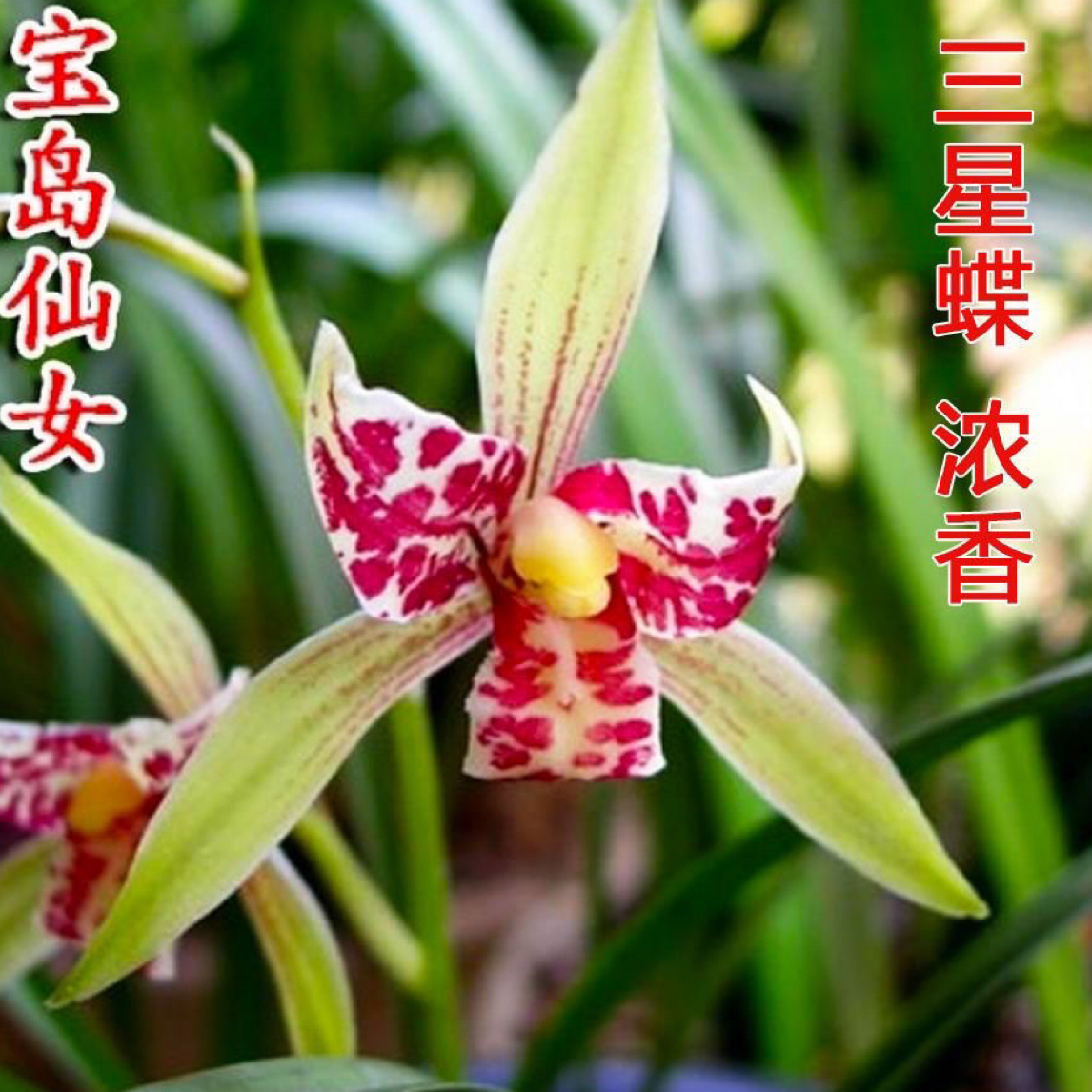 建兰宝岛仙女(三星碟）浓香型好养易活