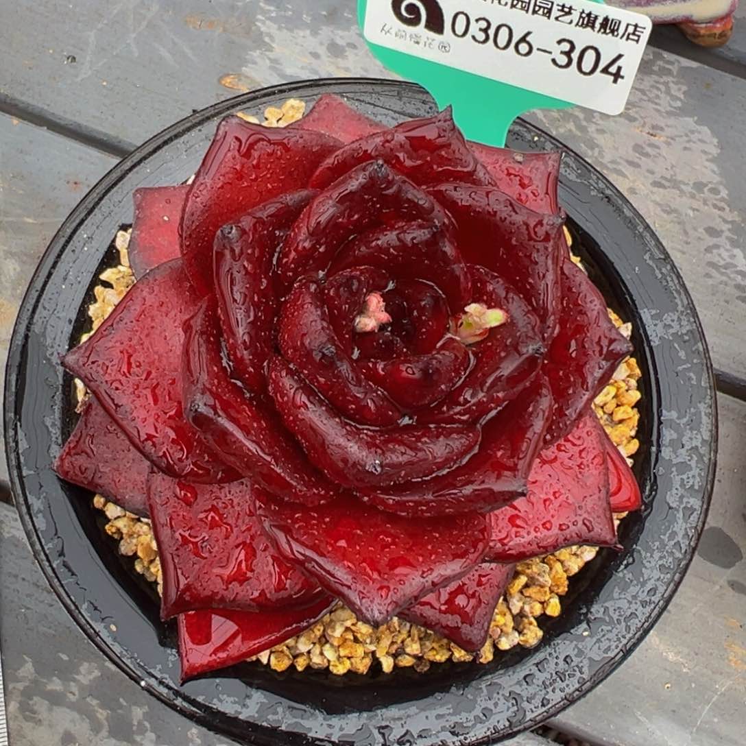 从前慢多肉精选编号0306.304