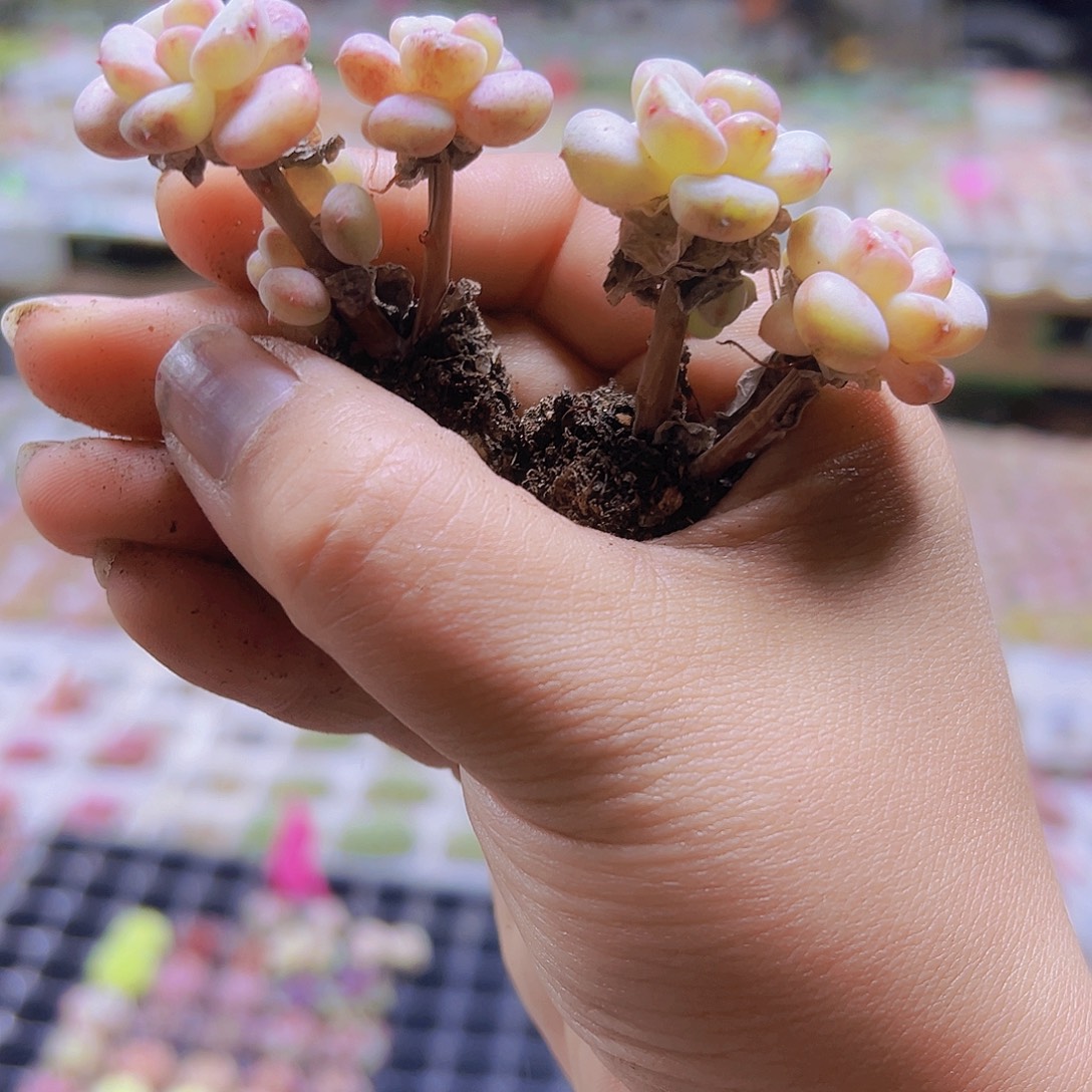 双头起阳光玫瑰5个19包邮