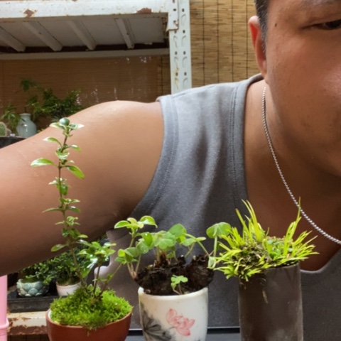 红陶一物一拍所见即所得75