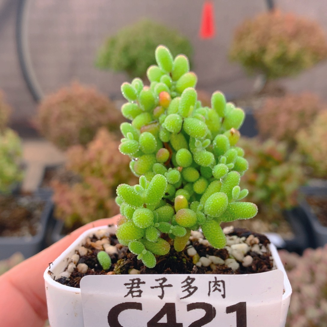 c421金桔糖球枝干番杏