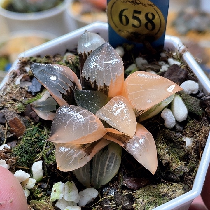 南****658花影錦特選福利