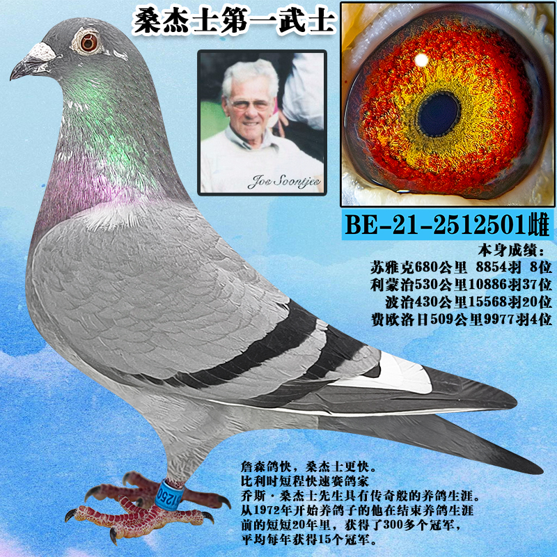 草窝 比利时鸽子信鸽外国圆环