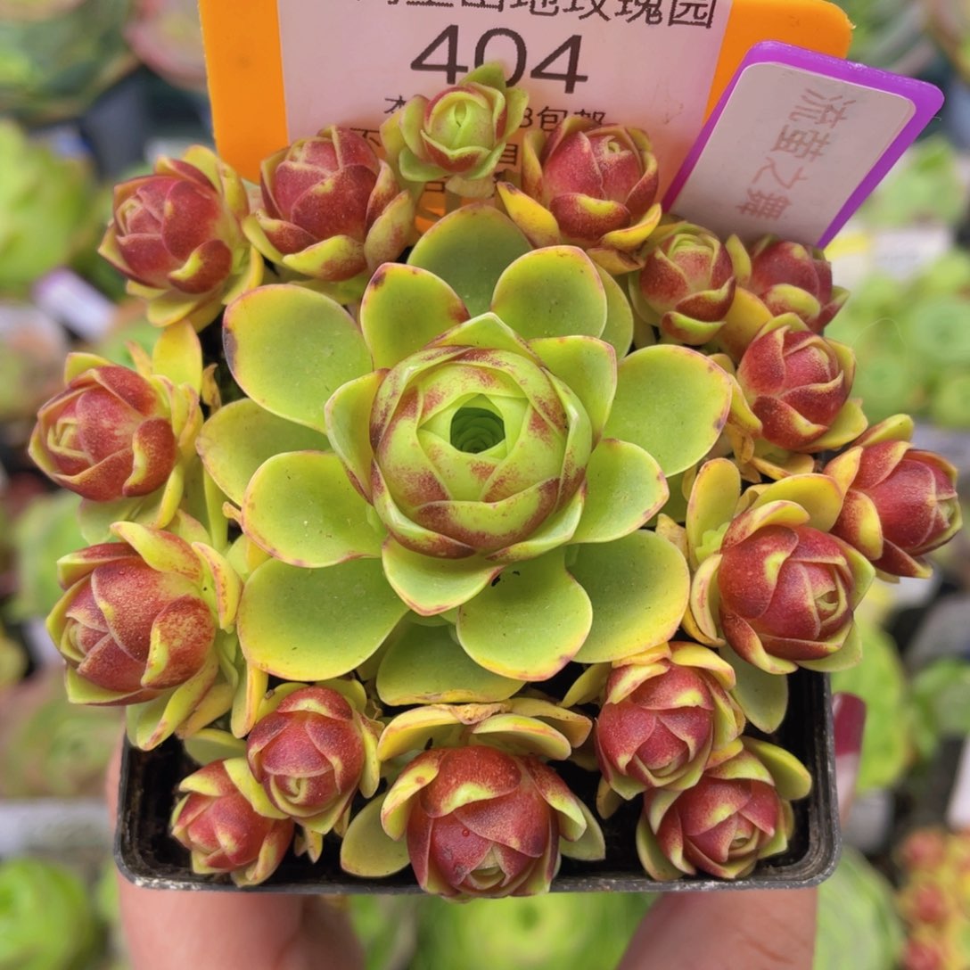 流萤之舞一物一拍404