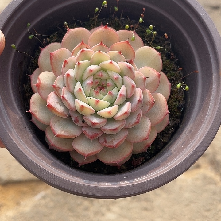 姬莲锦一物一拍锦龙