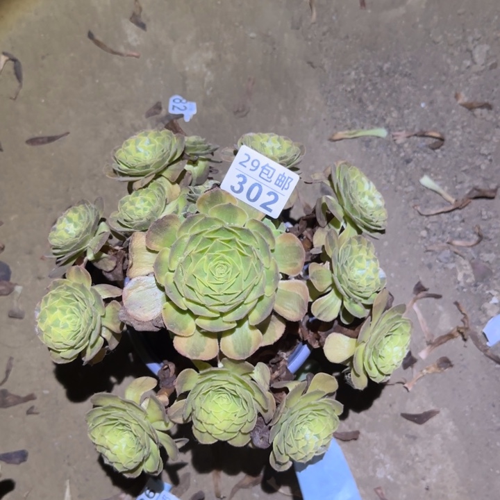 雨何……不包断枝……多肉植物