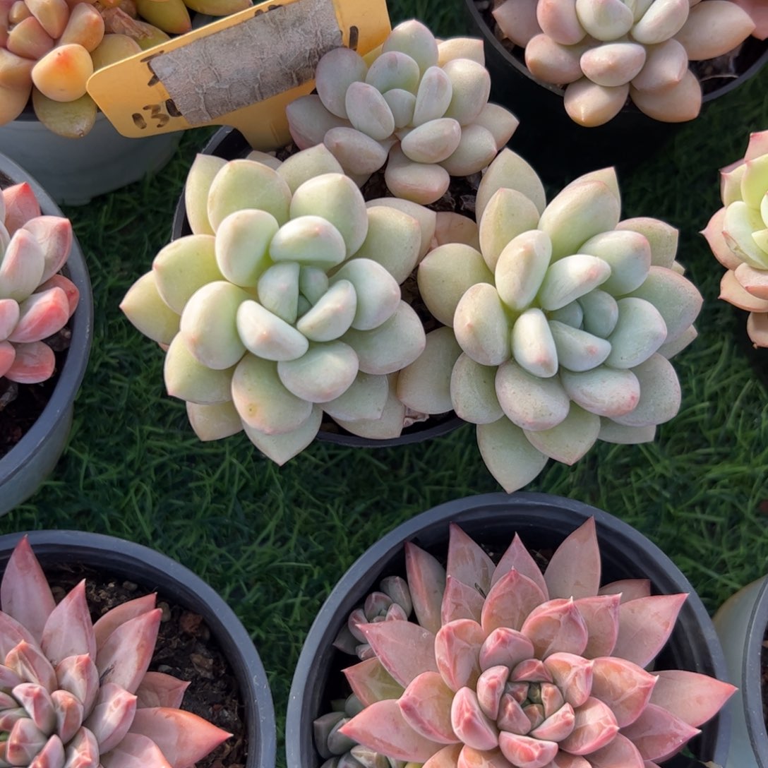 泡泡糖多肉植物保护研究所