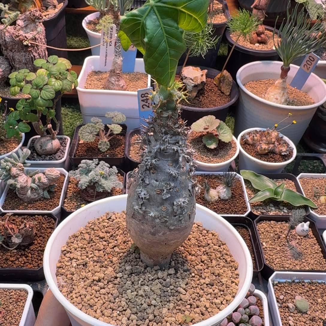 迷你珊瑚油桐088 仙人掌