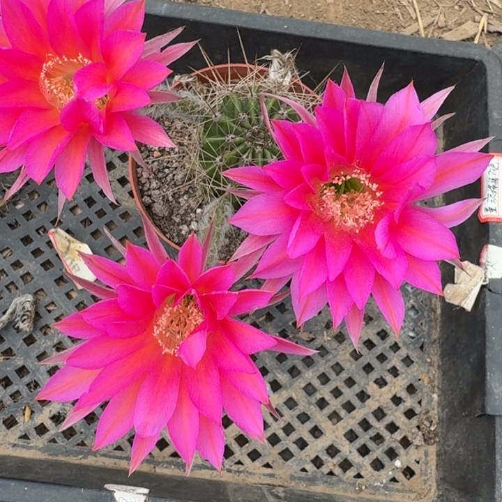 449实生彩草瘦脱土掰花斑