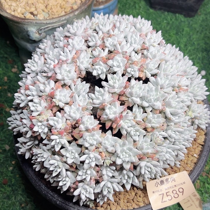 小鹿多肉一物一拍598