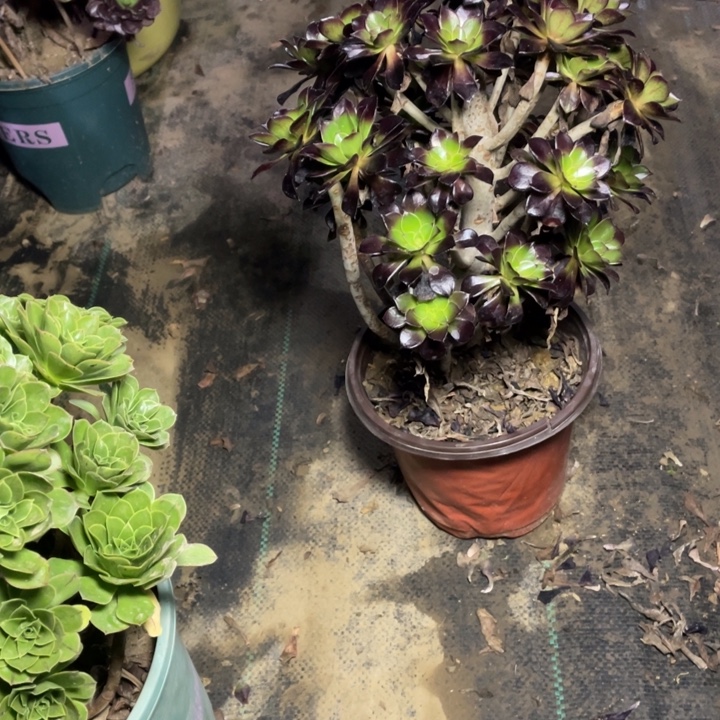 51黑法师多肉植物多肉多肉多肉