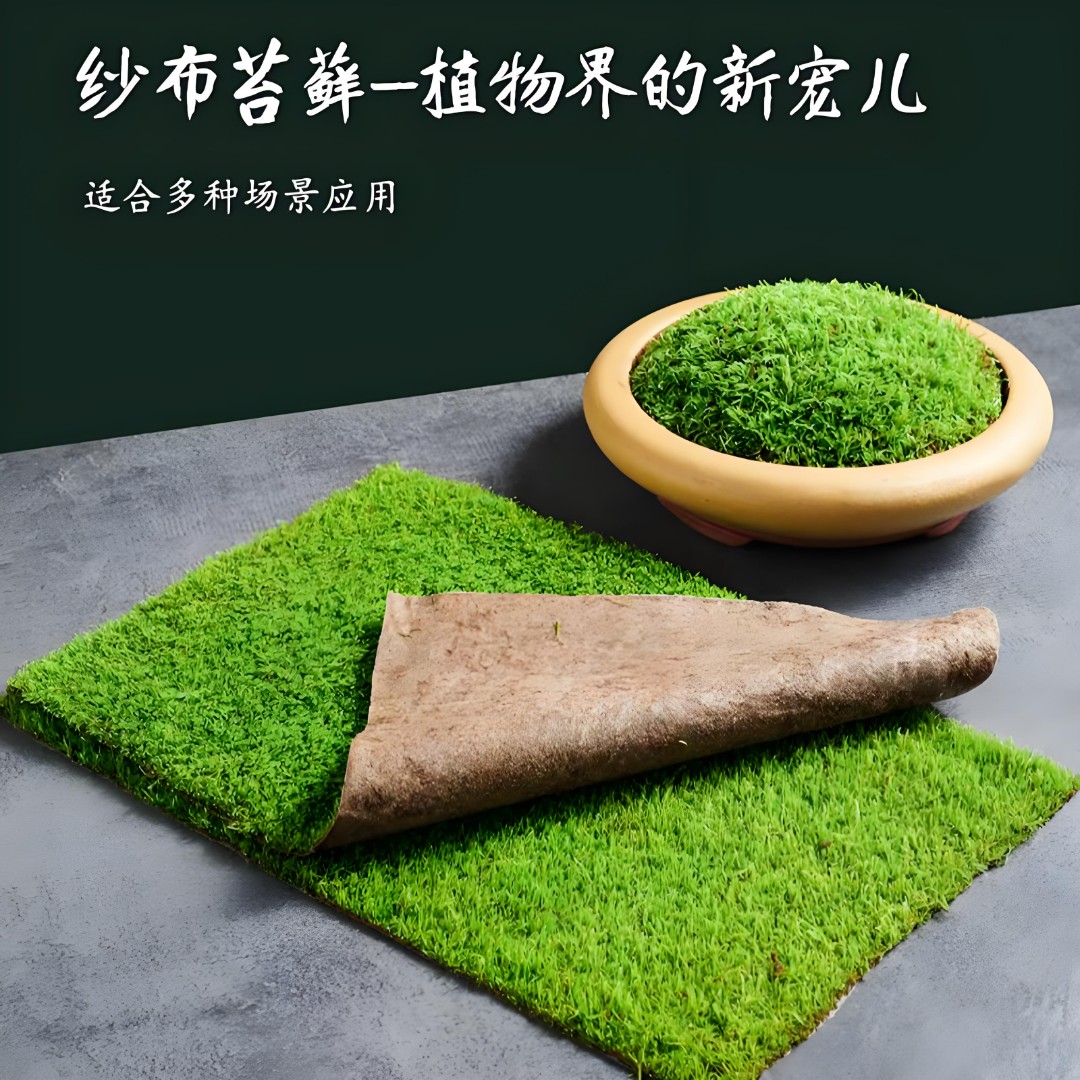 短绒藓 苔藓微景观盆景铺面假山水陆雨林造景庭院绿化 新鲜短绒藓