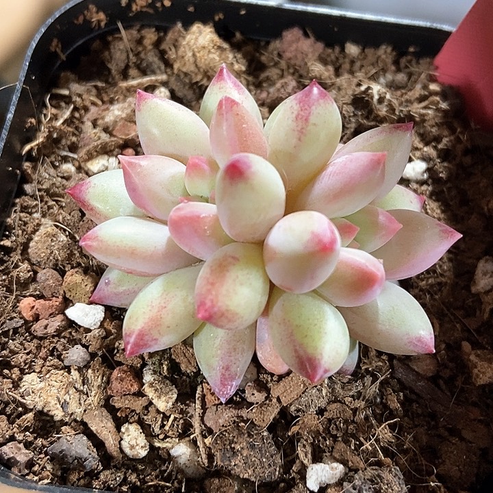 多肉植物虞美人7008