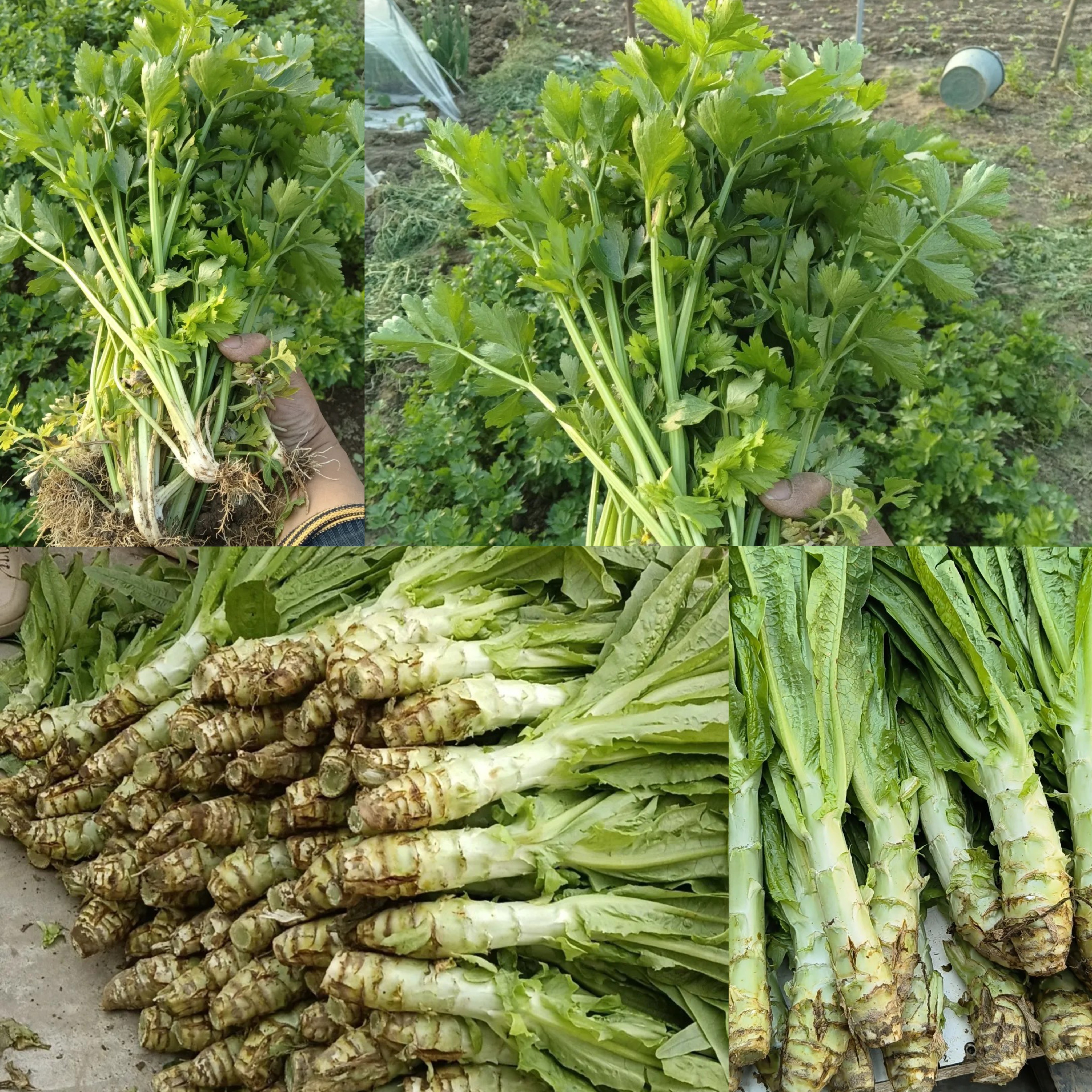 湖北襄阳自种蔬菜组合绿肉莴笋3斤十小香芹2斤净重五斤整箱发货