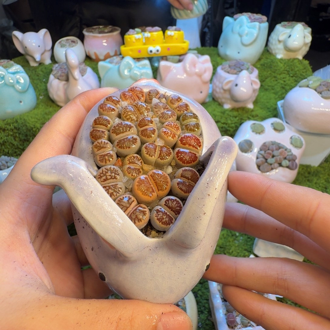 小***光多肉植物和植物的1351