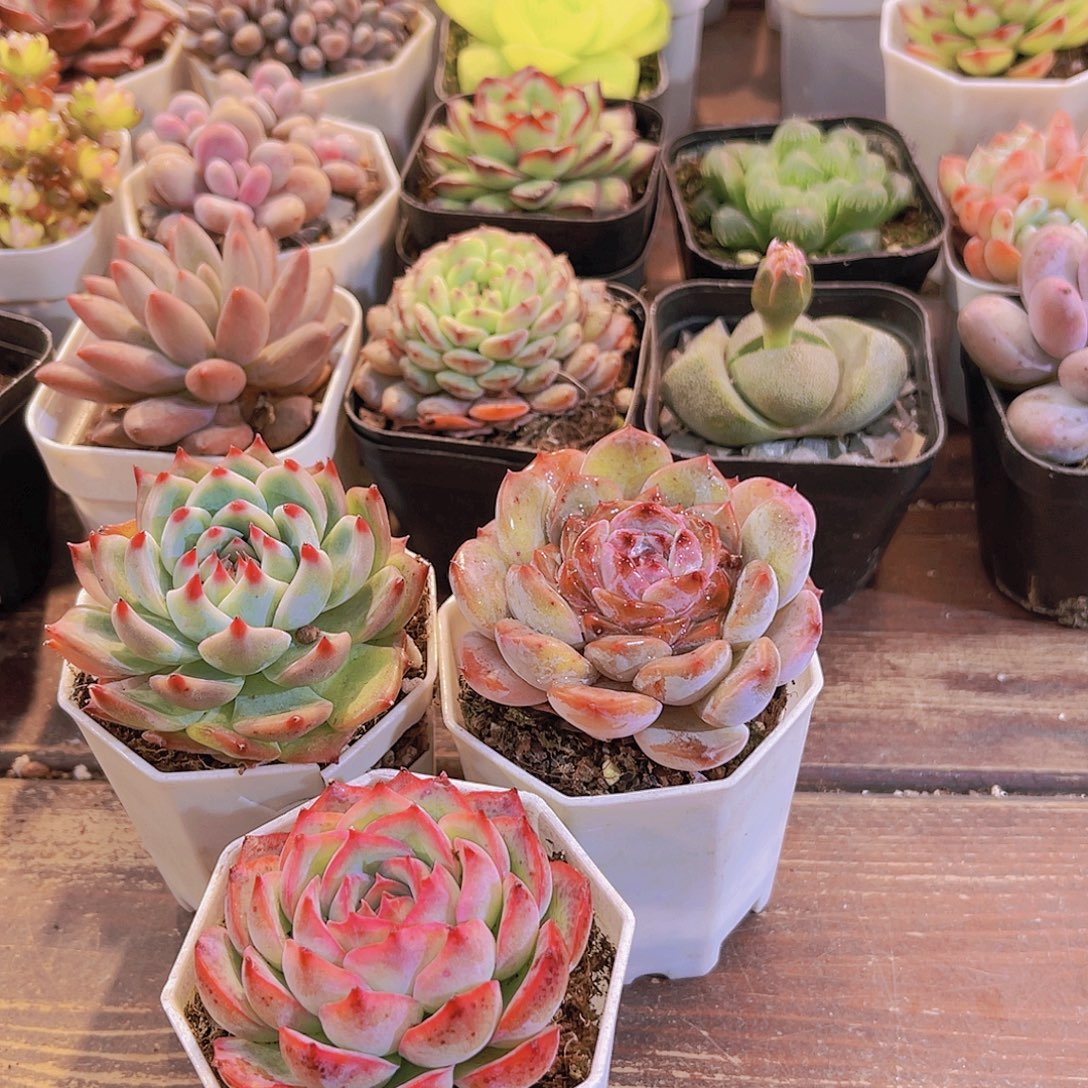 2盆吉娃娃➕溏心➕侧影