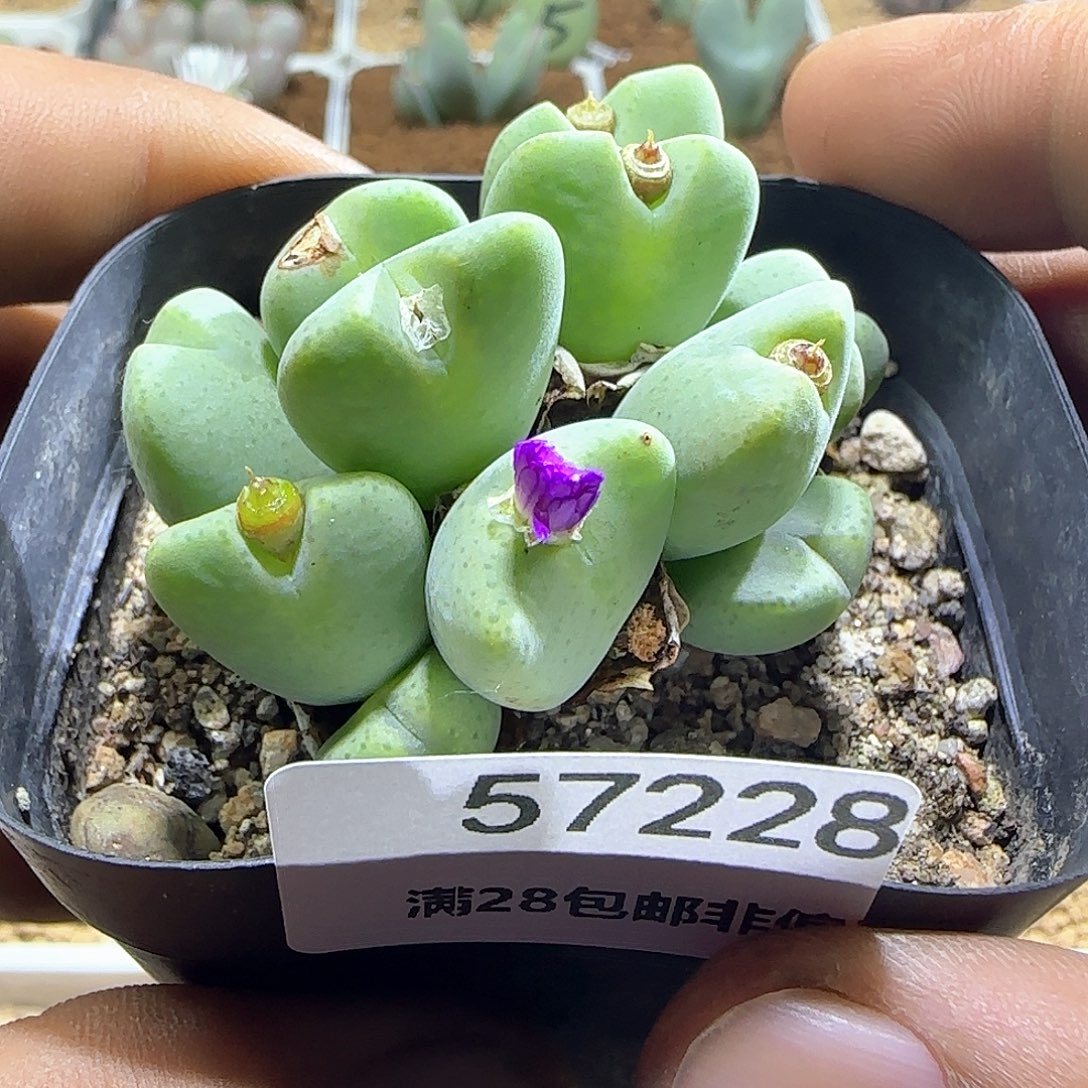 依***故哈哈哈哈哈哈哈57229