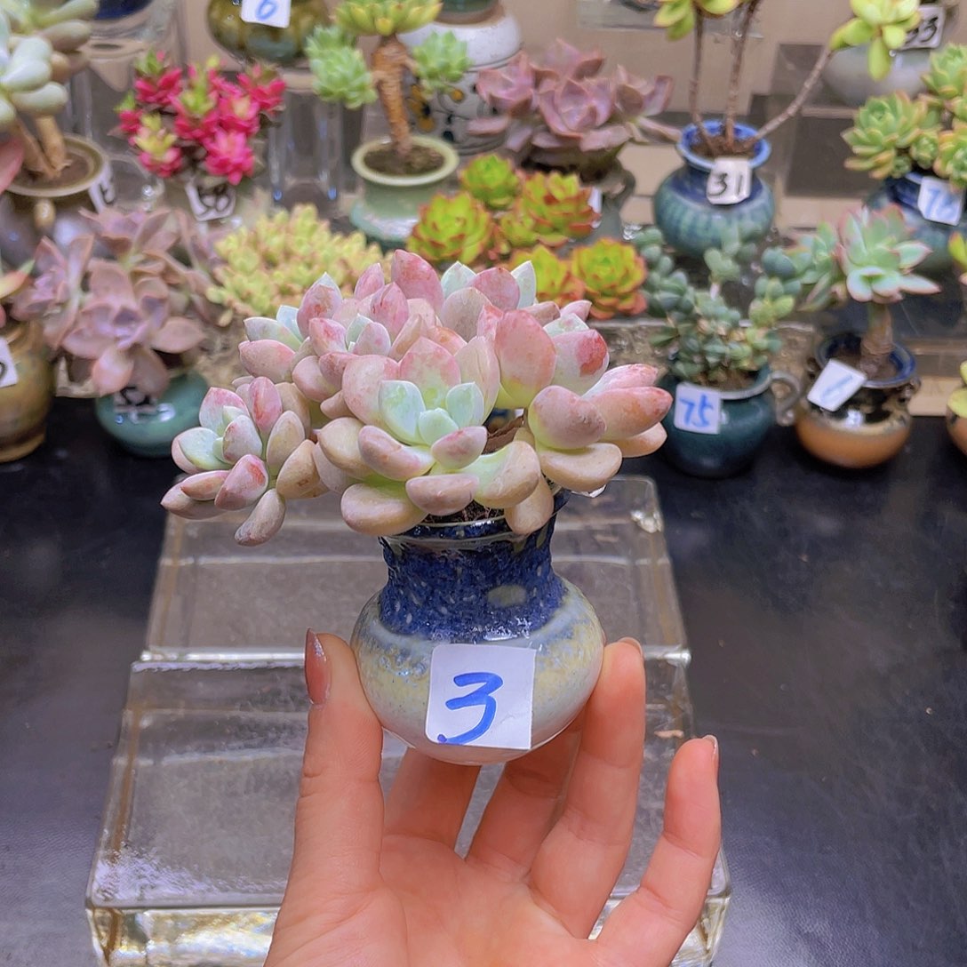 芒***丁完全开放花钱花钱花钱花钱花钱
