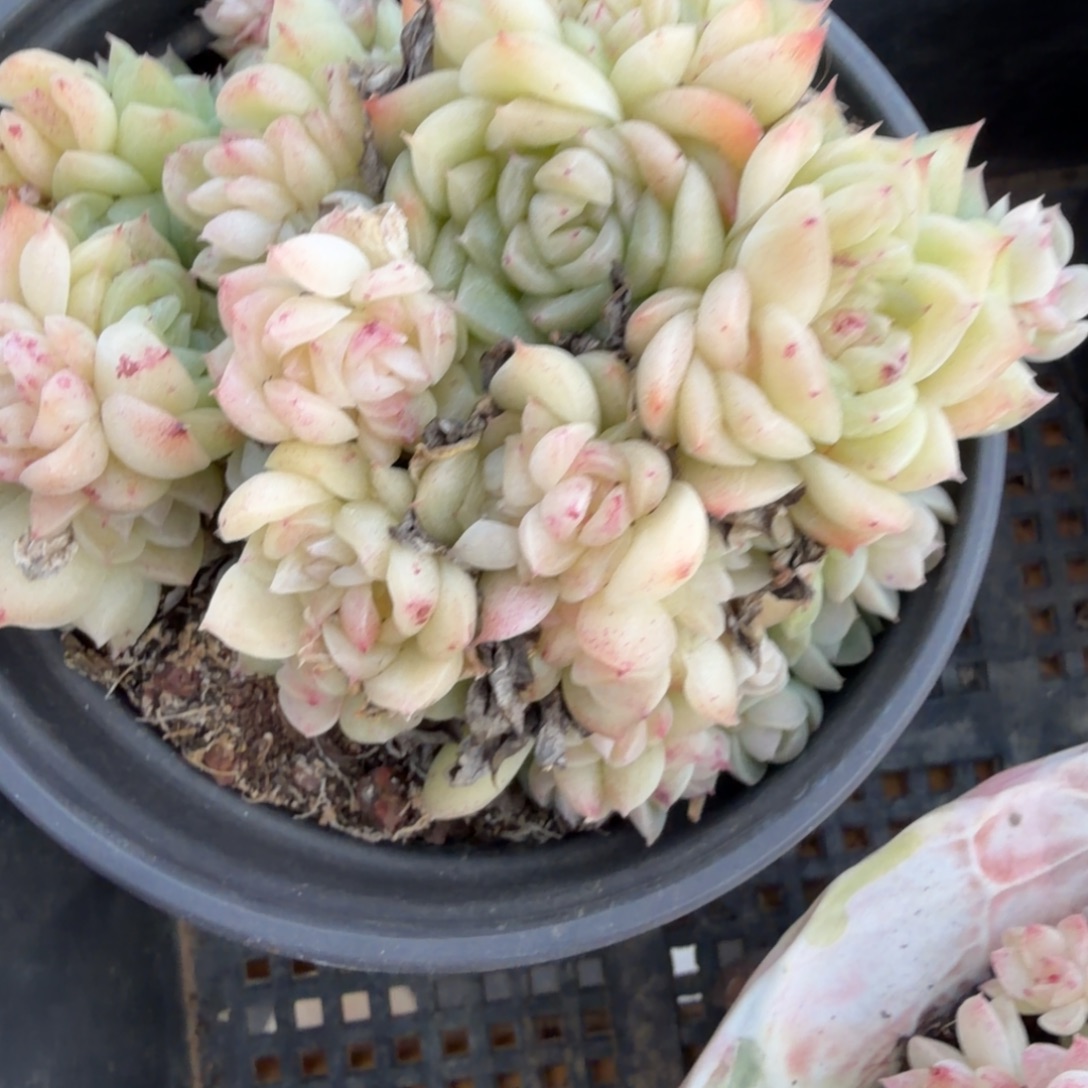 91东篱下多肉植物哈哈哈91