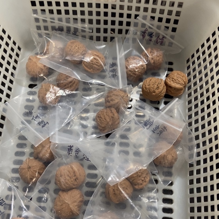吊坠文玩核桃黄金锤