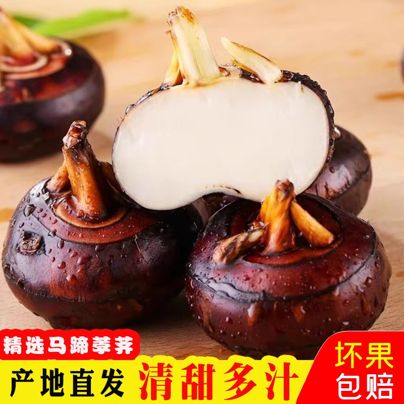 5斤 现挖水果马蹄新鲜甘甜荸荠生吃脆口农家种植带泥发货饱满多汁