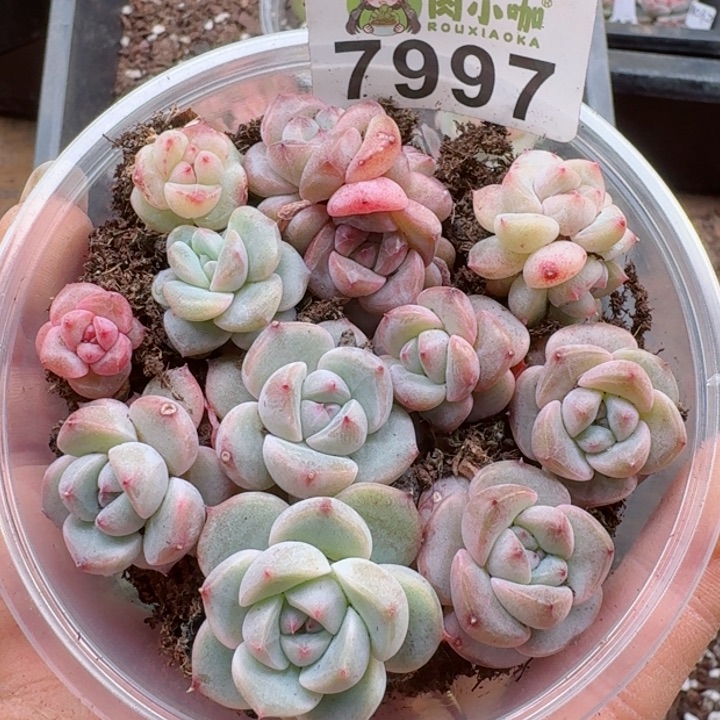 多肉植物多肉植物
