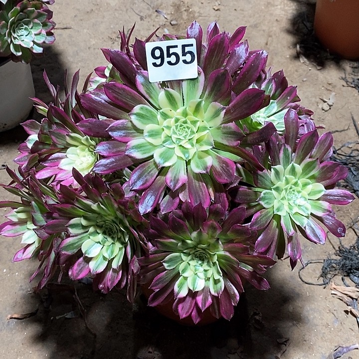 法师植物一物一拍123456