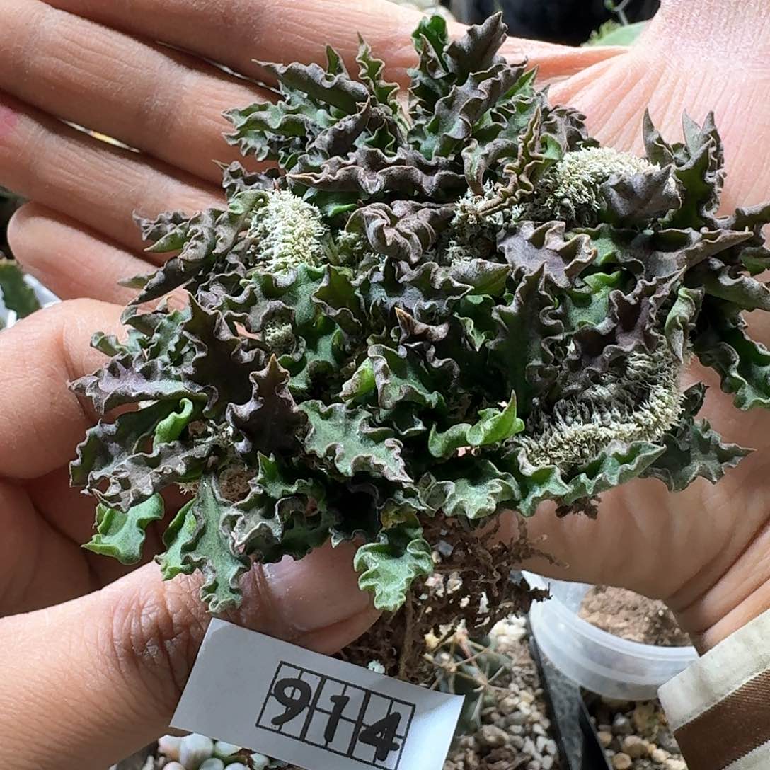 914皱叶麒麟缀化脱土发货