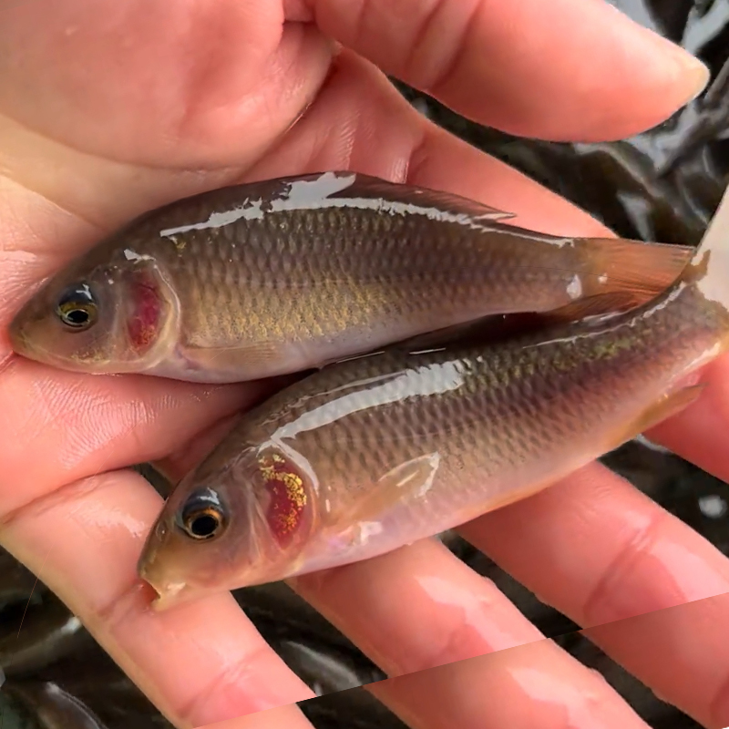 荷花禾花鲤鱼小鱼四川发货淡水养殖食用观赏均可
