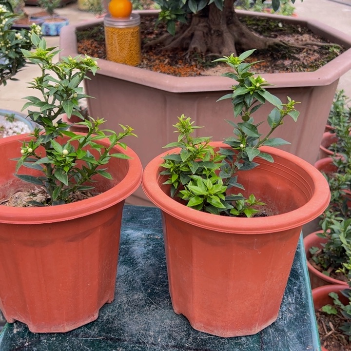 合****司八房柑盆景绿植园艺