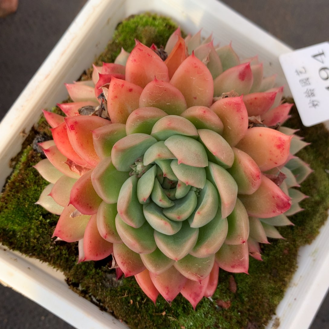 4494杂交多肉老桩