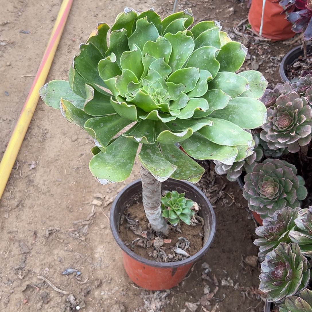 多肉植物大绿玫瑰