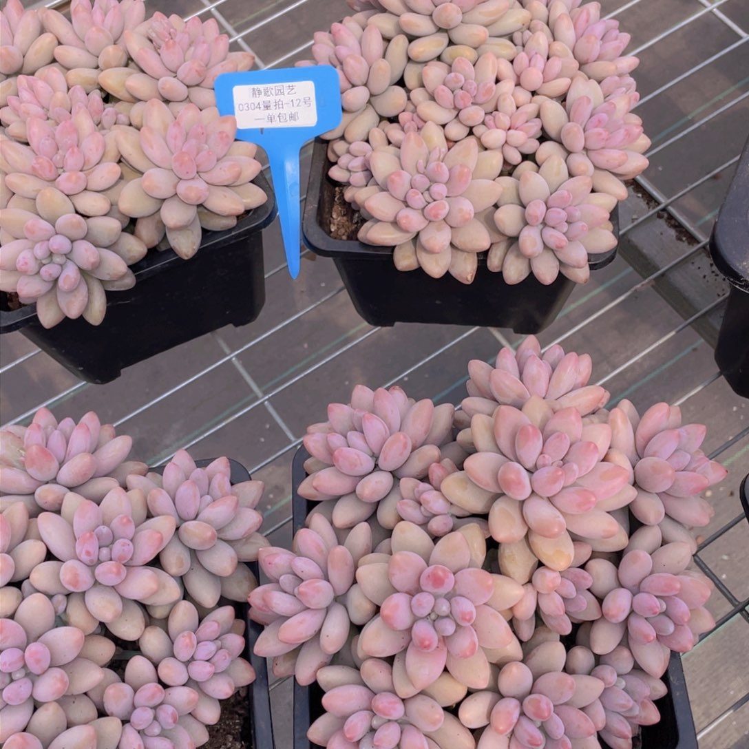 0304-12-汤圆大群手捧一颗