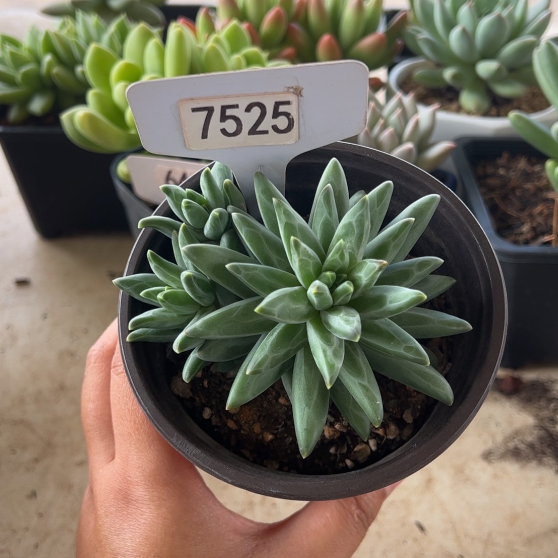 【闪购商品】梵高。7525。111111111