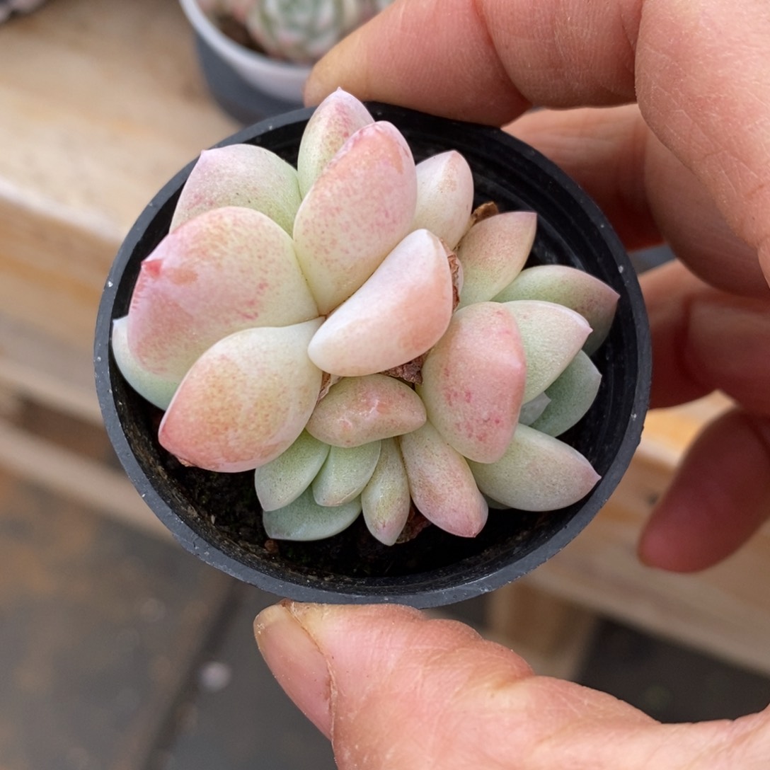 精品多肉一物拍不包整141