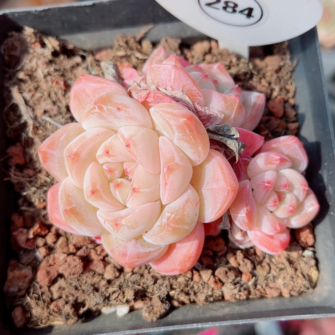 284号小老桩浮玉群