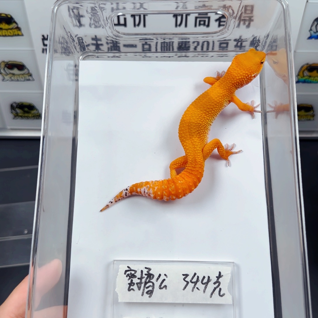 豹纹守宫豹纹守宫