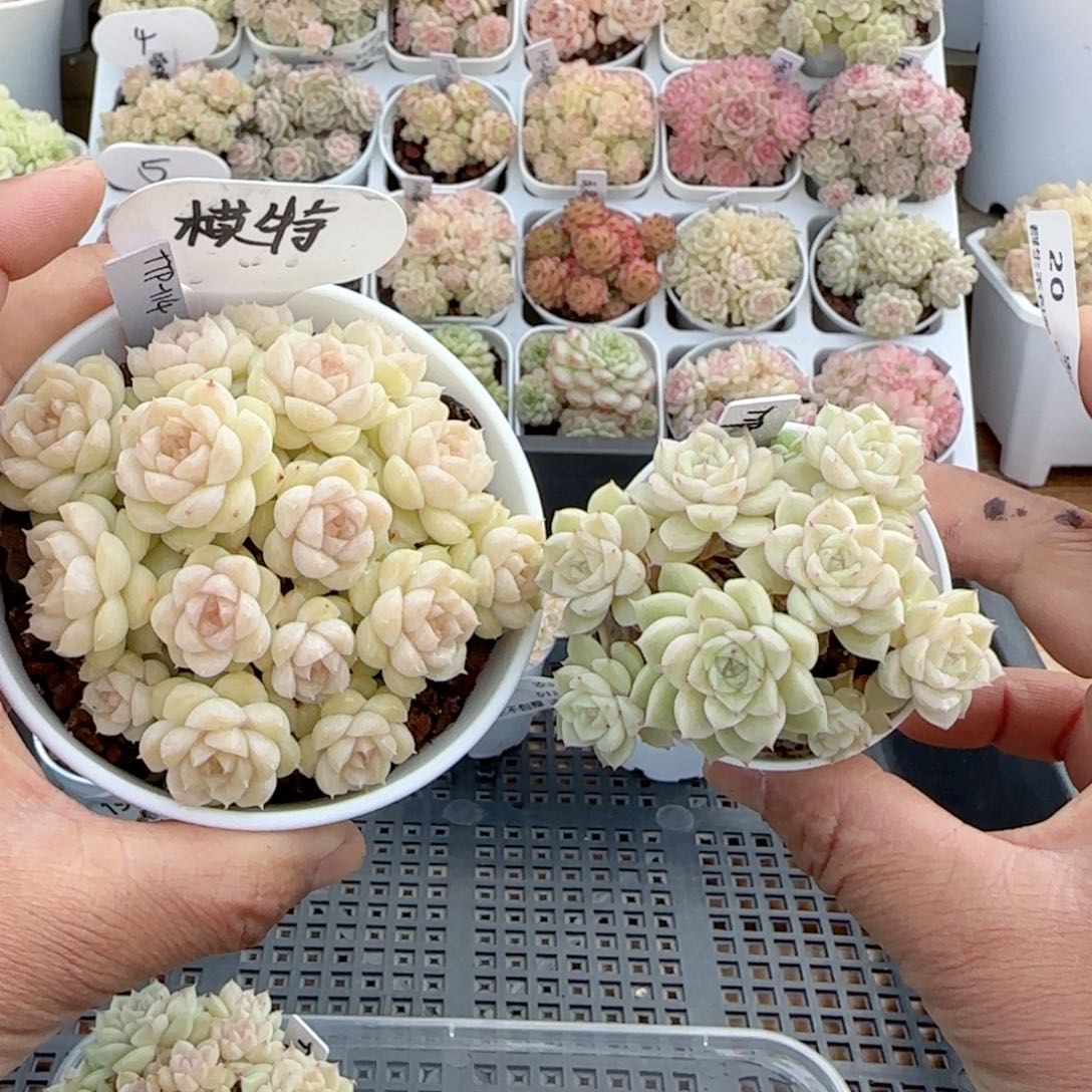 柚**酱【闪购商品】0125-20（ttp-114）