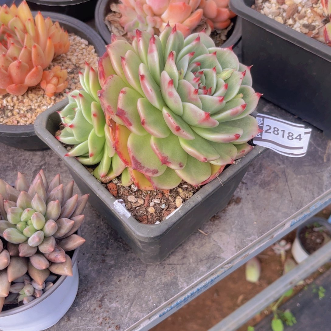 蓝龙杂多肉植物28184